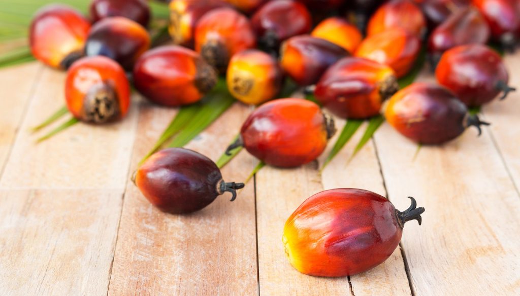 Semillas de aceite de palma