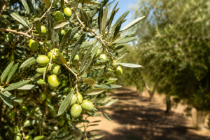 Cultivo de olivos